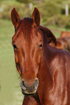 jasper