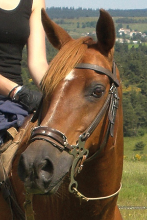 goumi