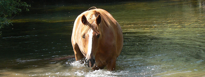 Les-Randonnées-Sauvages-de-l'Habitarelle-marie_baignade