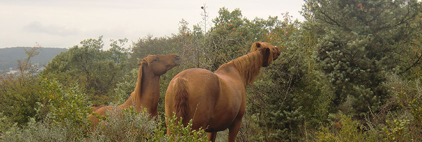 Les-Randonnées-Sauvages-de-l'Habitarelle-ardéchois